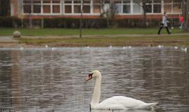 VMVT: grėsmė paukščių gripui išplisti Lietuvoje – didelė