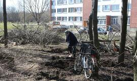 Debreceno gatvėje - sanitarinis želdynų kirtimas