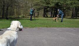 Keturkojai Klaipėdos „pareigūnai“: ir meilumo įsikūnijimas, ir gelbėtojai, ir dantyti žvėrys