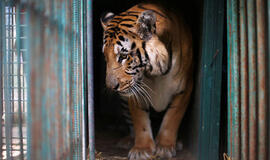 Didžiojoje Britanijoje zoologijos sodo darbuotoja tapo tigro auka