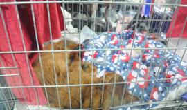 "Baltic winner show"