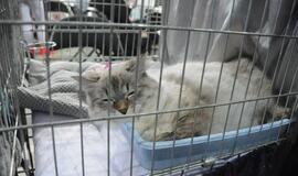 "Baltic winner show"