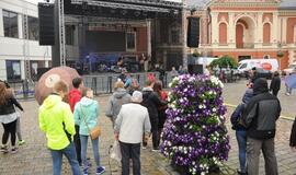 Žuvienės virimo čempionatas