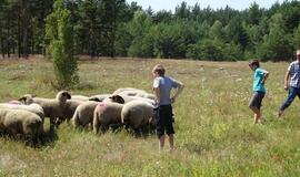 Kovai su Sosnovskio barščiais pasitelktos avys