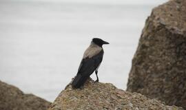 Šventėje laukiama daugiau nei pusės milijono svečių