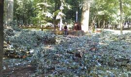 Skulptūrų parke iškirstos sukežusios tuopos