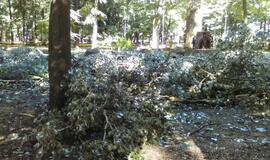 Skulptūrų parke iškirstos sukežusios tuopos