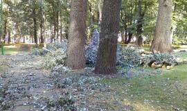 Skulptūrų parke iškirstos sukežusios tuopos