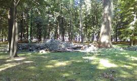 Skulptūrų parke iškirstos sukežusios tuopos