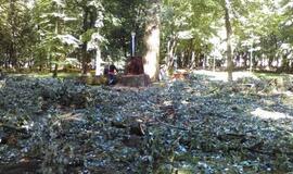 Skulptūrų parke iškirstos sukežusios tuopos