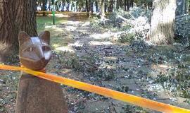 Skulptūrų parke iškirstos sukežusios tuopos