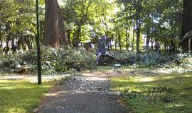 Skulptūrų parke iškirstos sukežusios tuopos