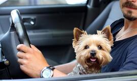 Po Lietuvą su augintiniu: ką reikia žinoti ir aplankyti?