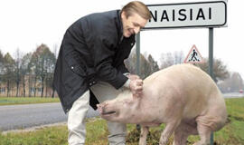 Seimo žemvaldžiai sau kiaulės nepakiš