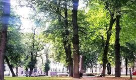 „Susitikimai Teatro aikštėje“: apie Klaipėdos medžių likimus