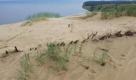Kuršių nerijos kopose stabdomas smėlis