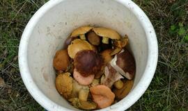 Smiltynėje - pilna grybų ir grybautojų