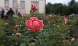 Klaipėdiečiai sėmėsi japonų kultūros