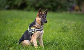 Klaipėdos policijos gretas papildė Koda ir Luna