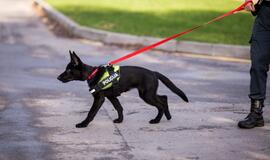 Klaipėdos policijos gretas papildė Koda ir Luna