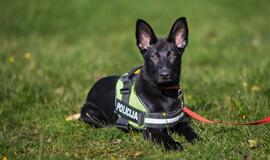 Klaipėdos policijos gretas papildė Koda ir Luna