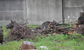 Briedė su briedžiukais Klaipėdoje