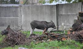 Briedė su briedžiukais Klaipėdoje