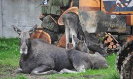 Briedė su briedžiukais Klaipėdoje