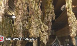 Sulaikytas kanapes dideliais kiekiais auginęs bedarbis