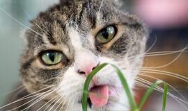 Murkianti laboratorija mūsų namuose