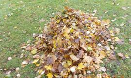 Klaipėdiečiai dalyvavo lapų grėbimo talkoje