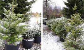 Rent your Christmas tree in Klaipeda