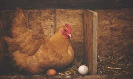 Dauguma pirkėjų renkasi kiaušinius, kurių prekybos tinklai linkę atsisakyti