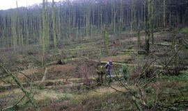 Juodkrantės sengirės gaivinti nebesiruošia