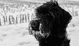 Ateinančios savaitės orai: atšals