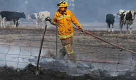 Australijoje siaučiantys krūmynų gaisrai sunaikino dešimtis namų ir pražudė galvijų