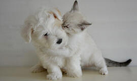 Lietuvoje šunims ir katėms šeimininkai stokoja laiko