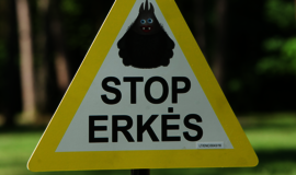 Lietuva - pirma pagal riziką užsikrėsti erkių platinamomis ligomis, išsiskiria dvi apskritys