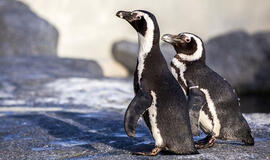 Lietuvos jūrų muziejuje – nauja pingvinų banda