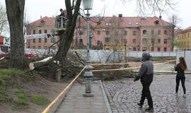 Medžių gynėjus vaikė su policija