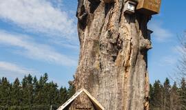 Vaikų pagaminti viešbučiai lauks pirmųjų gyventojų – bičių, vapsvų ir kitų vabzdžių