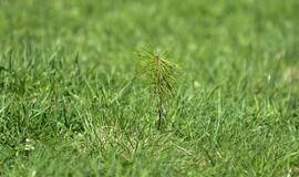 „Mogiliove" prisodino pušaičių