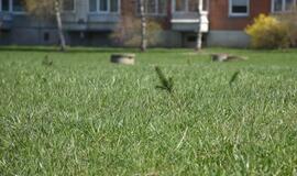 „Mogiliove" prisodino pušaičių