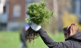 „Mogiliove" prisodino pušaičių