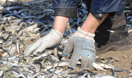 Dėl žuvų gaišenų Neringa skelbia ekstremalią situaciją