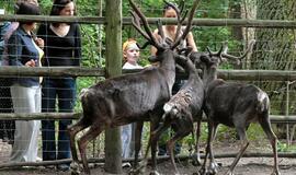 Milijoniniai Lietuvos zoologijos sodo viešieji pirkimai sustabdyti - teismas priėmė sprendimą