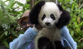 Pirmą kartą viešai parodyta Malaizijos zoologijos sode gimusi didžioji panda