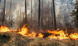 Tauragės rajone dega miškas