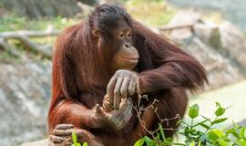 Nugaišo seniausias pasaulio orangutangas