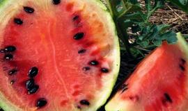 Penkiolikmečio daržininko tikslas – išvesti arbūzų veislę, tinkančią nokti Lietuvos sąlygomis